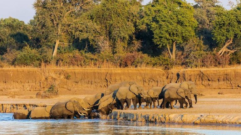 حديقة جنوب لوانغوا الوطنية (South Luangwa National Park)