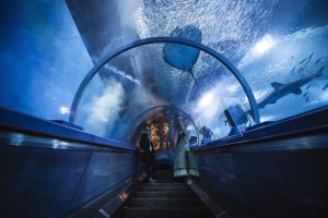 أكواريوم هاكّيجيما سي بارادايس